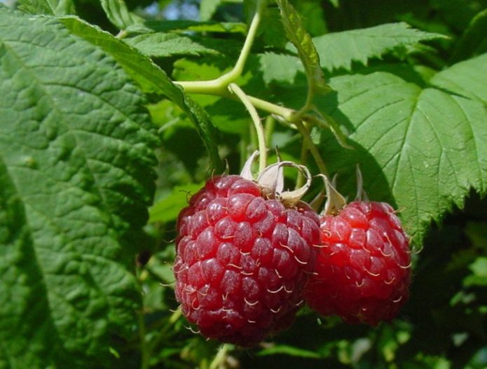 Variedad bergantín