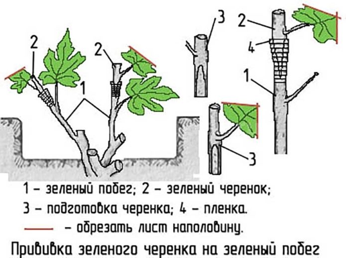 Kresba vrúbľovania hrozna do zeleného výhonku