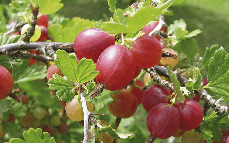 Sistem persenyawaan gooseberry: persediaan yang diperlukan dan masa yang optimum