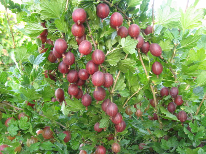 Penuaian Gooseberry