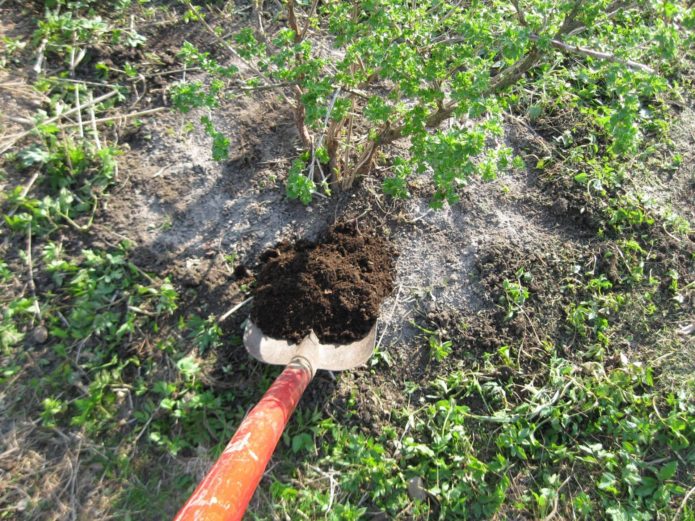 Organinių medžiagų įvedimas po agrastų krūmu