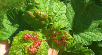 Taches rouges bombées sur les feuilles de cassis