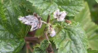 Fleur blanche sur les feuilles de cassis