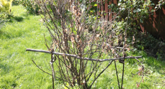 The currant bush dries