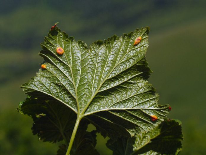 Cálice de ferrugem de groselha