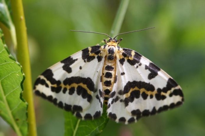 Gooseberry moth