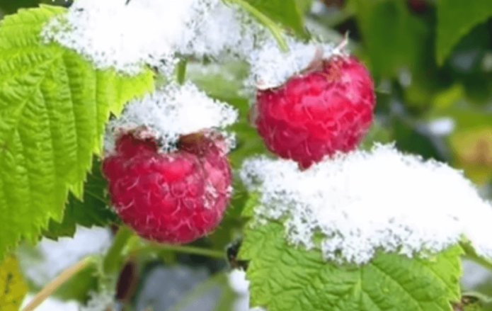 Himbeeren im Schnee