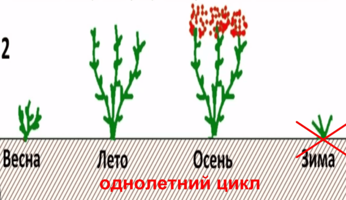 A javító málna éves termesztési ciklusa