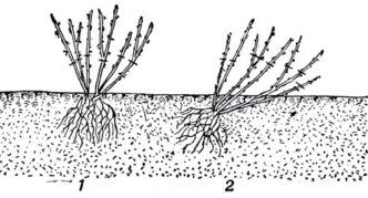 Planten op verschillende grond