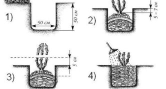 Plantar grosellas