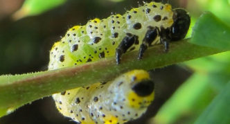 Sawfly caterpillar