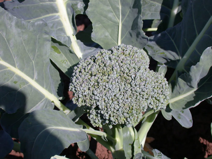 Variété précoce de chou brocoli Tonus