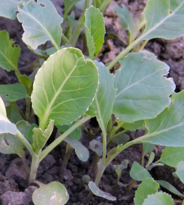 Plantor av broccoli kål