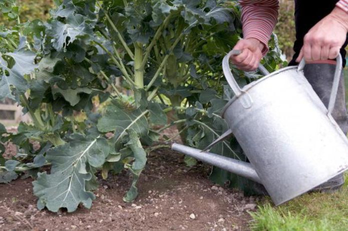 Vanding af broccoli kål