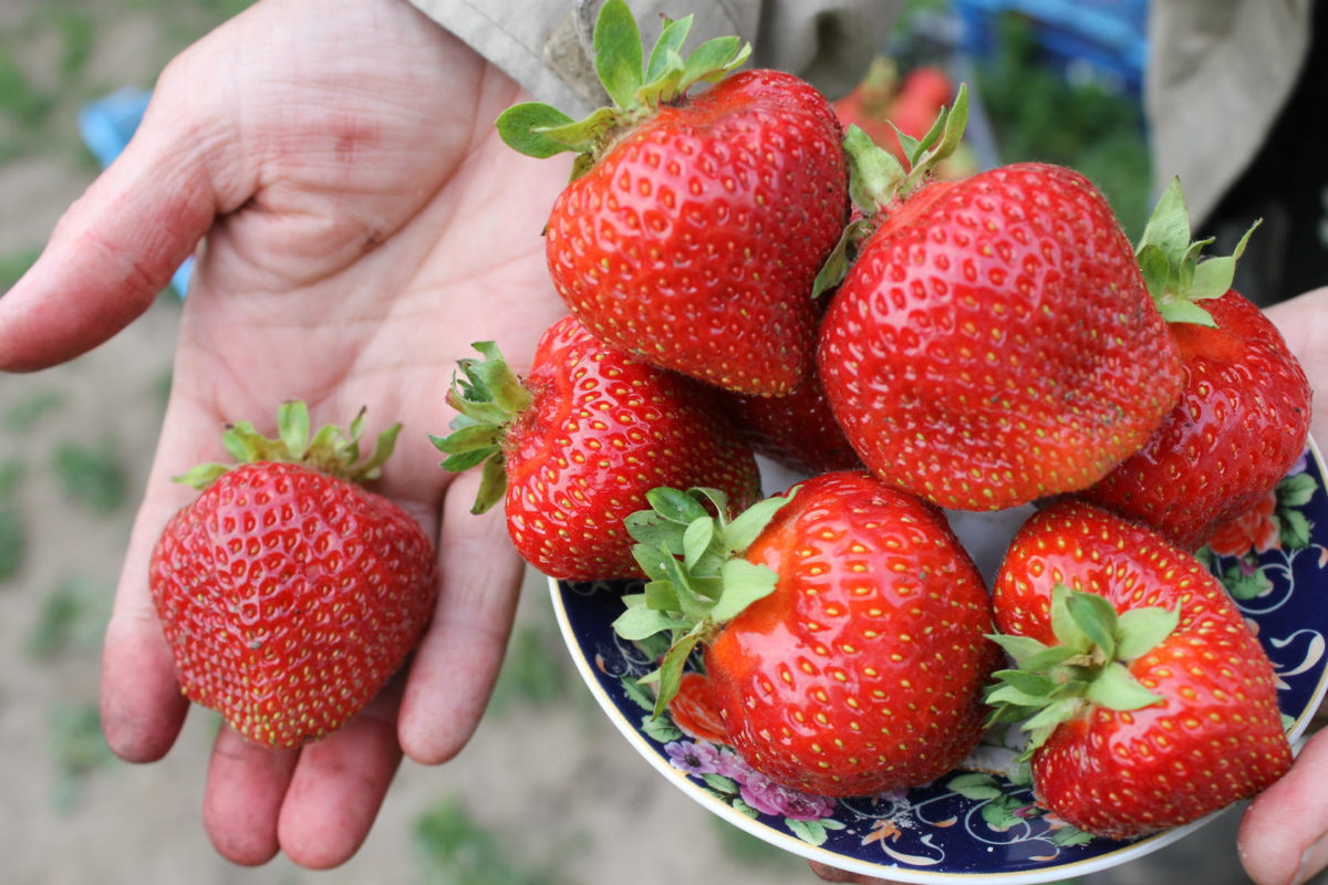 hardin strawberry