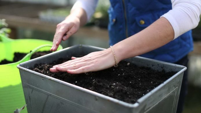 Terreno per piantine di cavolo cinese