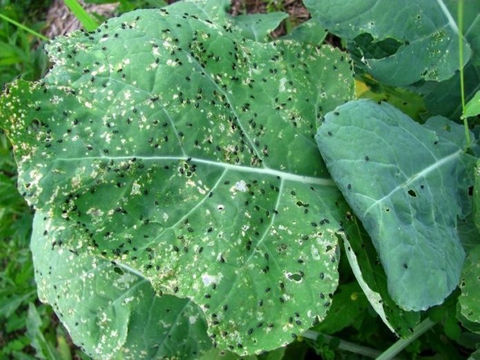 Puricii cruciferi