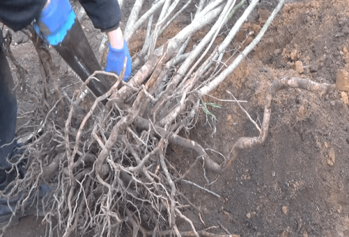 Eliminació de branques velles sobre un arbust