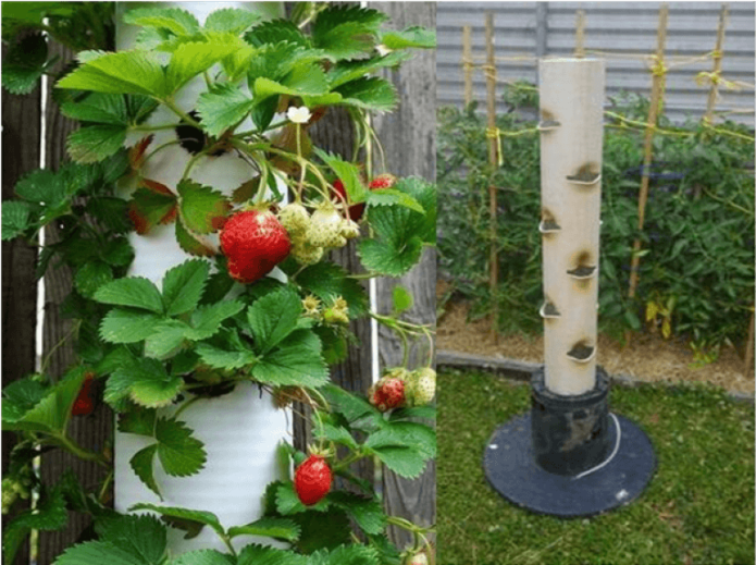 Een dug-out planten in verticale pijpen