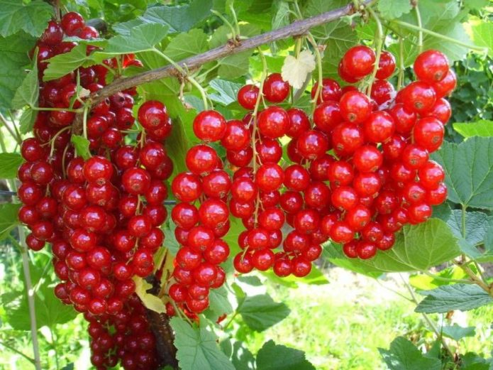 Red currant