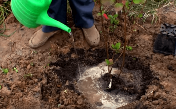 Watering chokeberry