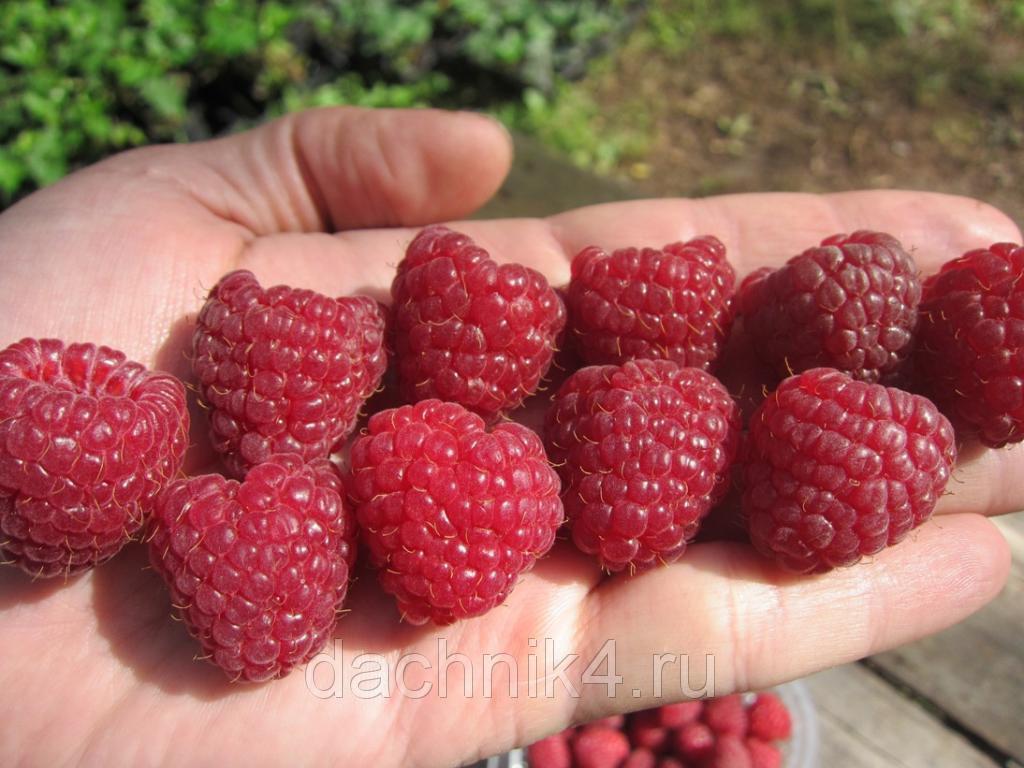 Raspberries