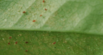 Acariens des fruits sur les plaques de feuilles