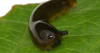 Cherry Slime Sawfly