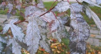 Powdery mildew