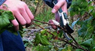 La récolte des boutures