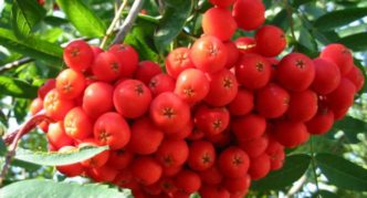 Rowan variety Scarlet malaki