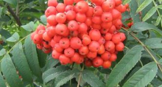 Rowan หลากหลาย Vefed