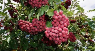 Grenade variété Rowan