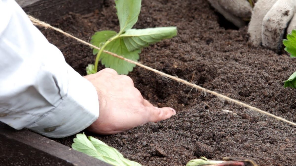 aardbeien planten