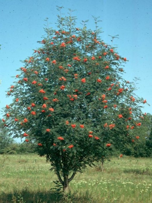 Κόκκινη σορβιά