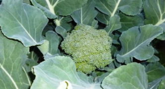 Centrale kop van Tonus broccoli