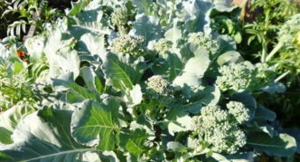 Testa su germogli laterali di cavolo broccolo Tonus alla fine dell'estate