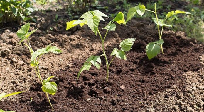 Grüne Stecklinge im Garten