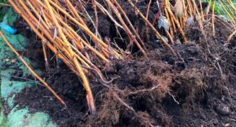 Excavated raspberry bushes