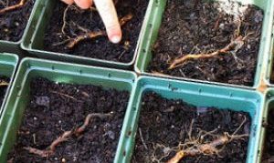 Horizontal laying of cuttings