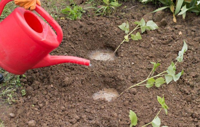 Plantació de plàntules en terreny obert