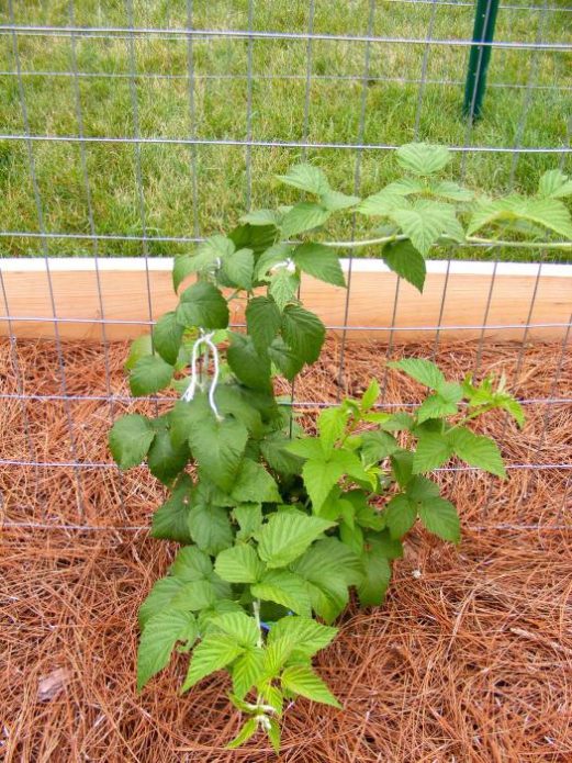 Paillage de framboises