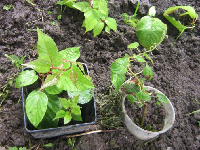 Actinidia plantor före plantering