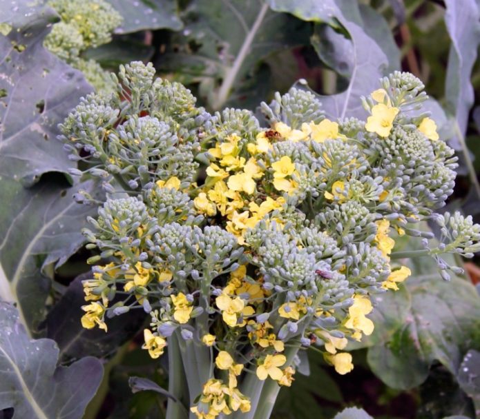 Blomstrende broccoli