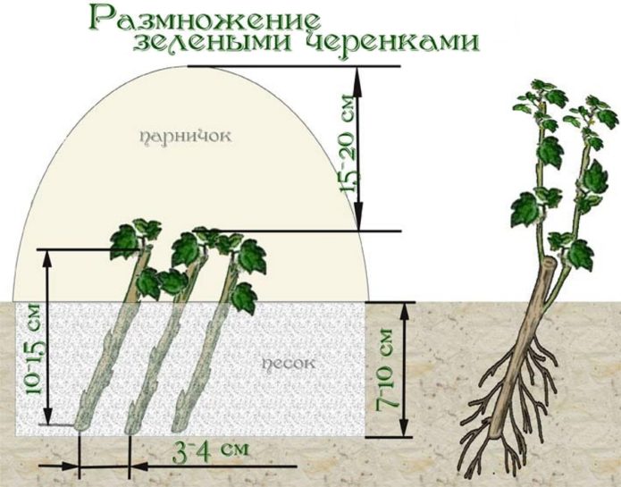 Schema