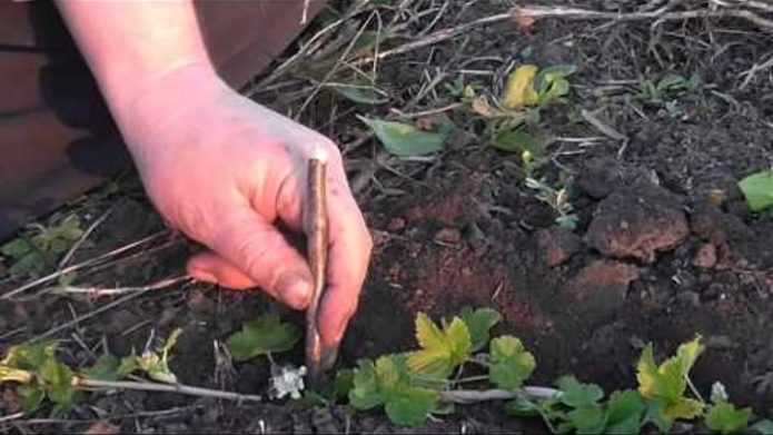 Verhoute bessenstekken planten