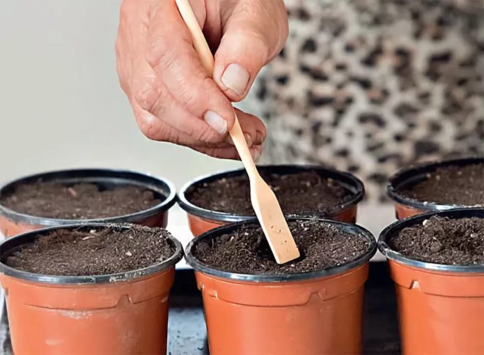 Semeando sementes de repolho em recipientes separados