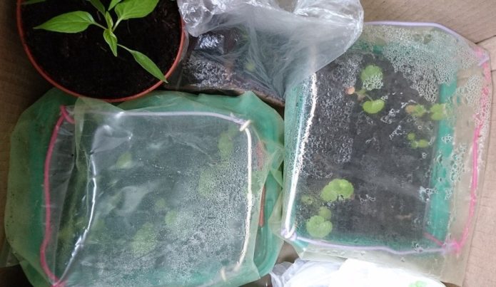 Seedlings of cabbage in the greenhouse