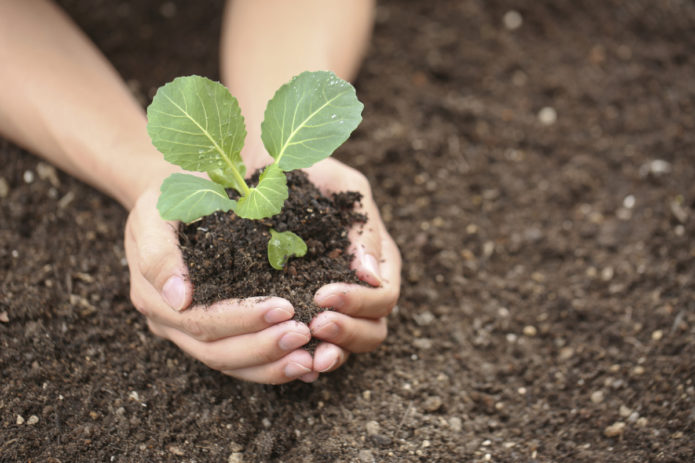 Plantació de plàntules de col a terra