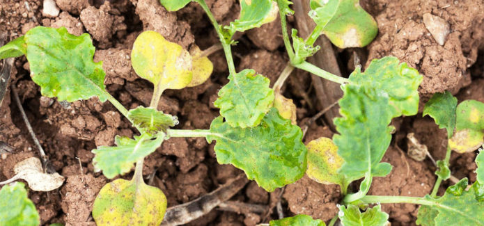 Péronosporose sur les plants de chou